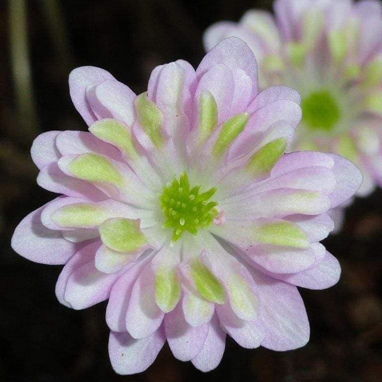 Сорт 'Alla from Russia', названный в честь нашей Аллы, к сожалению, несколько лет назад наша коллекция пропала