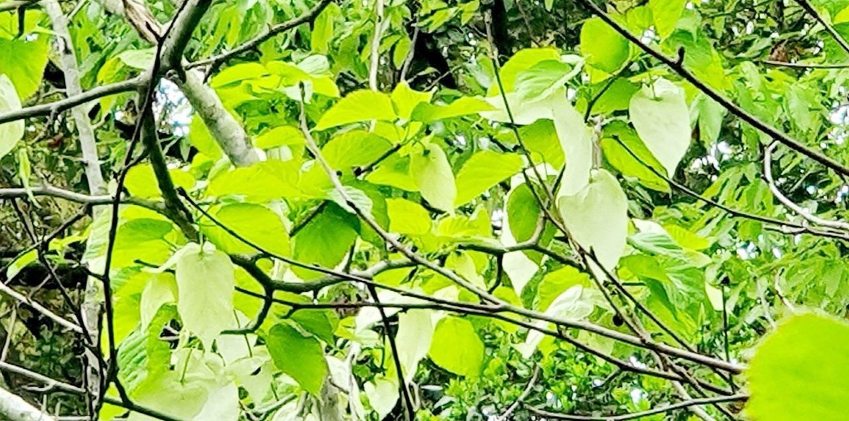    Фото: пресс-служба парка «Южные культуры»