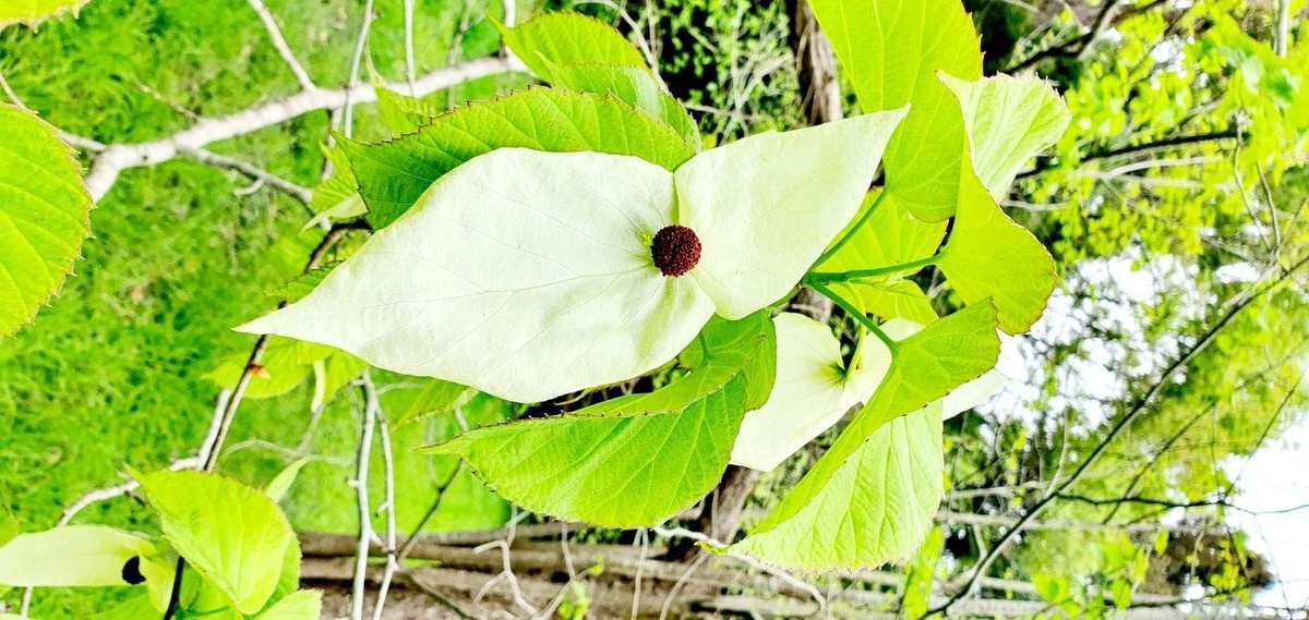    Фото: пресс-служба парка «Южные культуры»