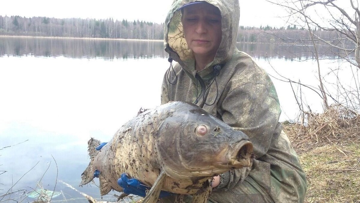     Автор: Александр Зыкин Источник: udm-info.ru