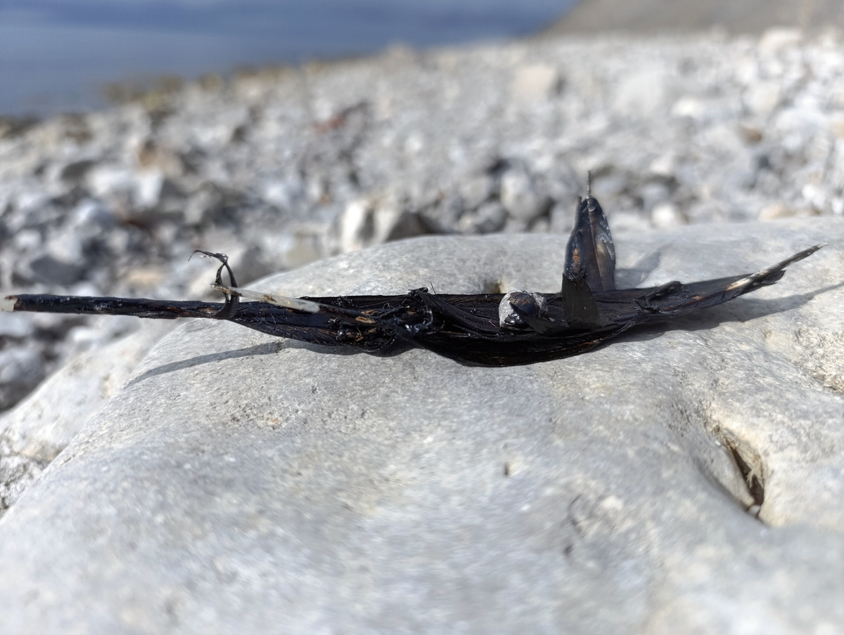 Снова перья