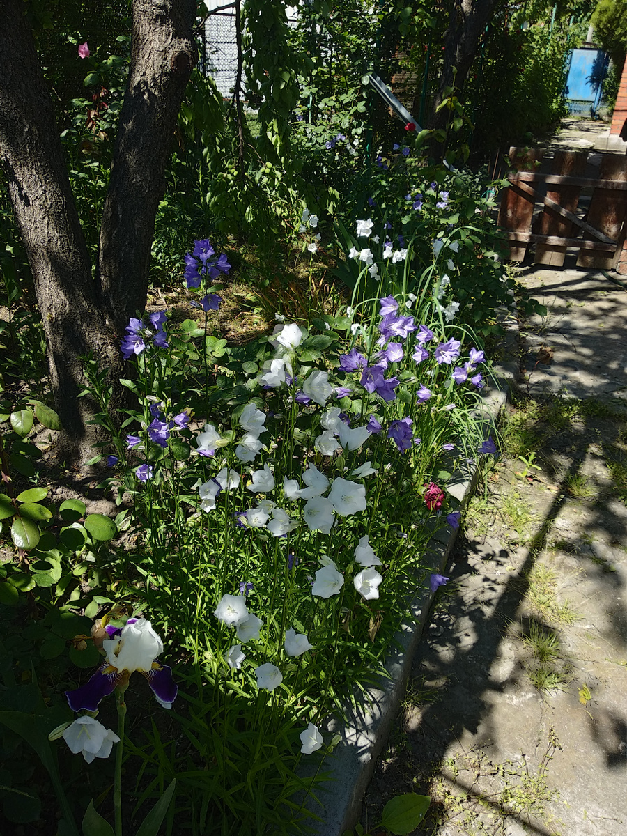 Одно из немногих фото палисадника. Весной он выглядел ещё более менее прилично.