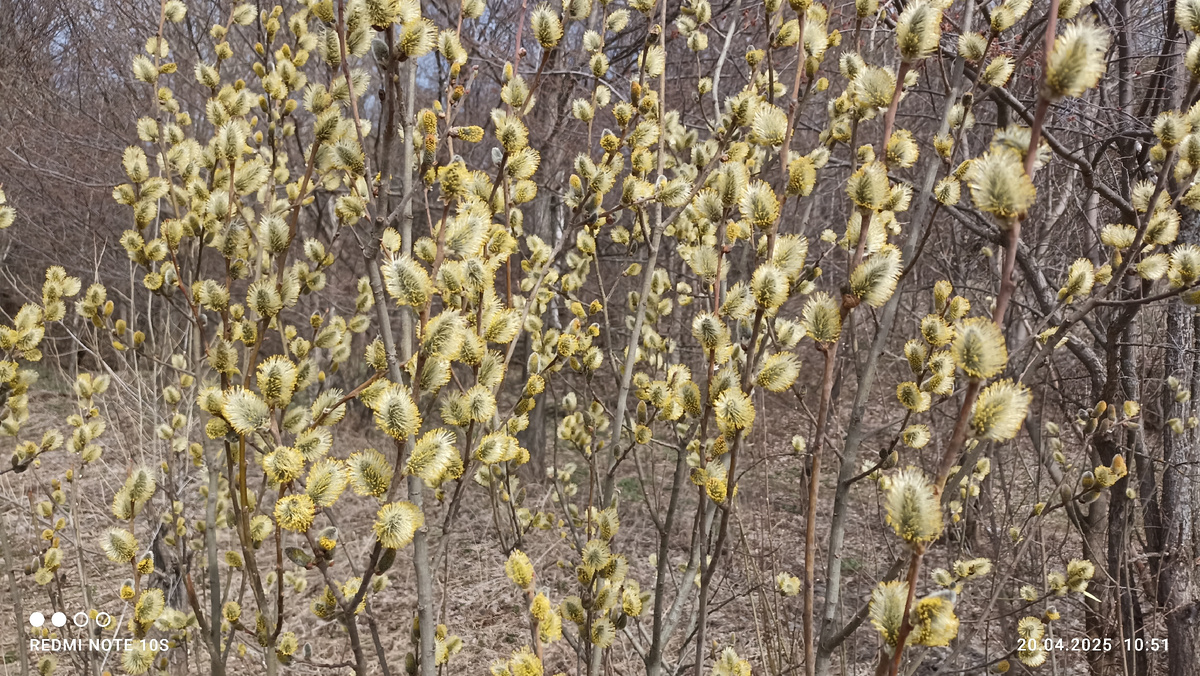 Верба цветет. На веточках желтые шарики, как фонарики. Фото автора.