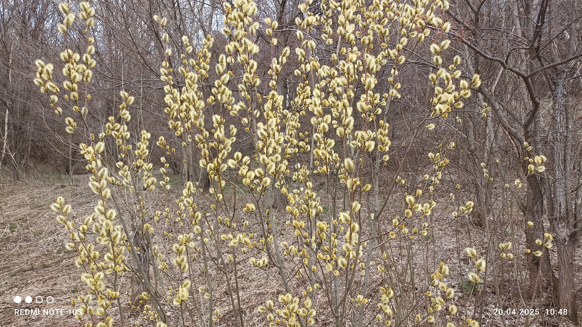 Очень красиво цветет верба. Фото автора.