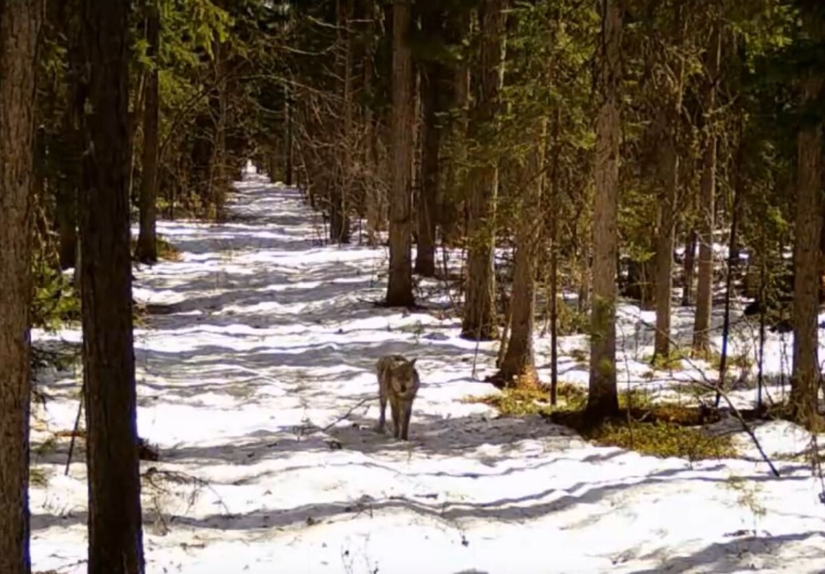     В заповеднике на севере Красноярского края соболек и волк прогулялись по одной тропе