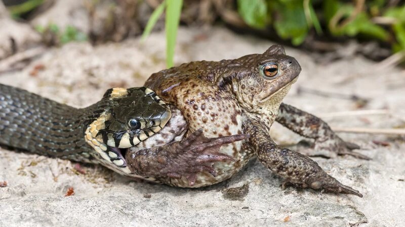     Уж поедает жабу. ru.wikipedia.org