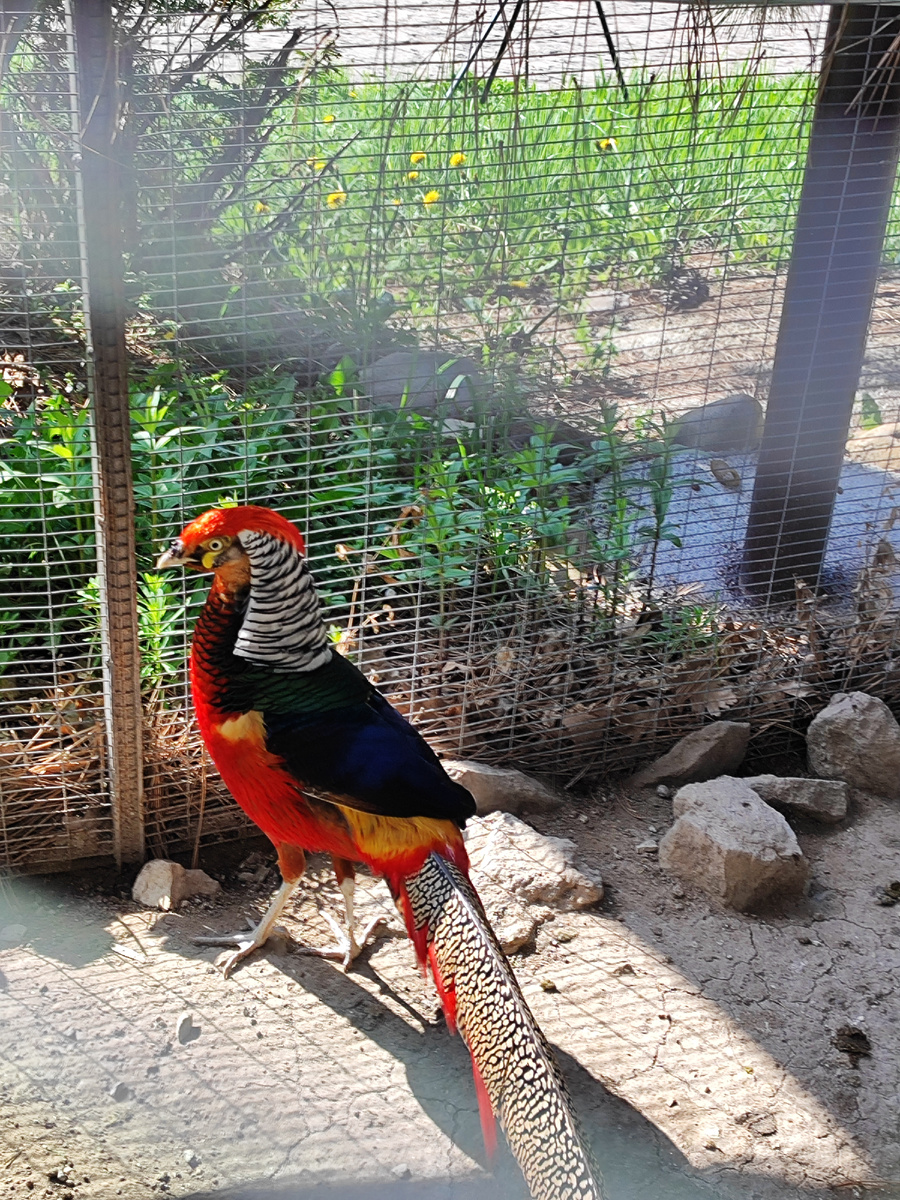 На территории есть небольшой птичник с красивыми пернатыми (апрель 2025 года)