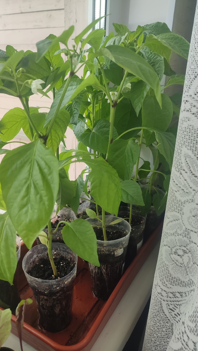 Перец цветёт. Фото автора. 