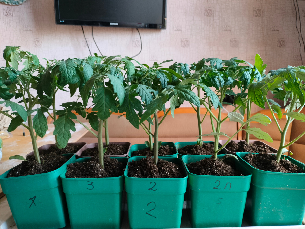 Фото автора. Рассада помидор