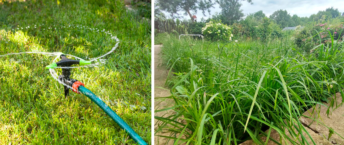 Личное фото. Справа газон не косили 3 недели))