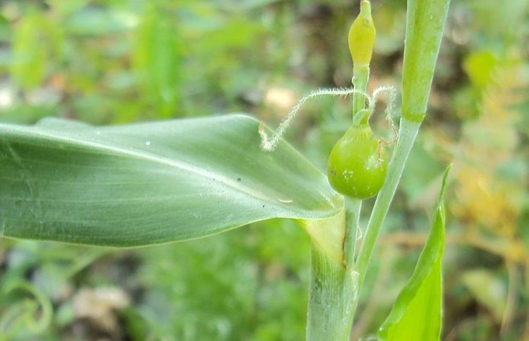    Влагоустойчивый коикс с пользой от семян до корней получает приоритетное внимание в Китае