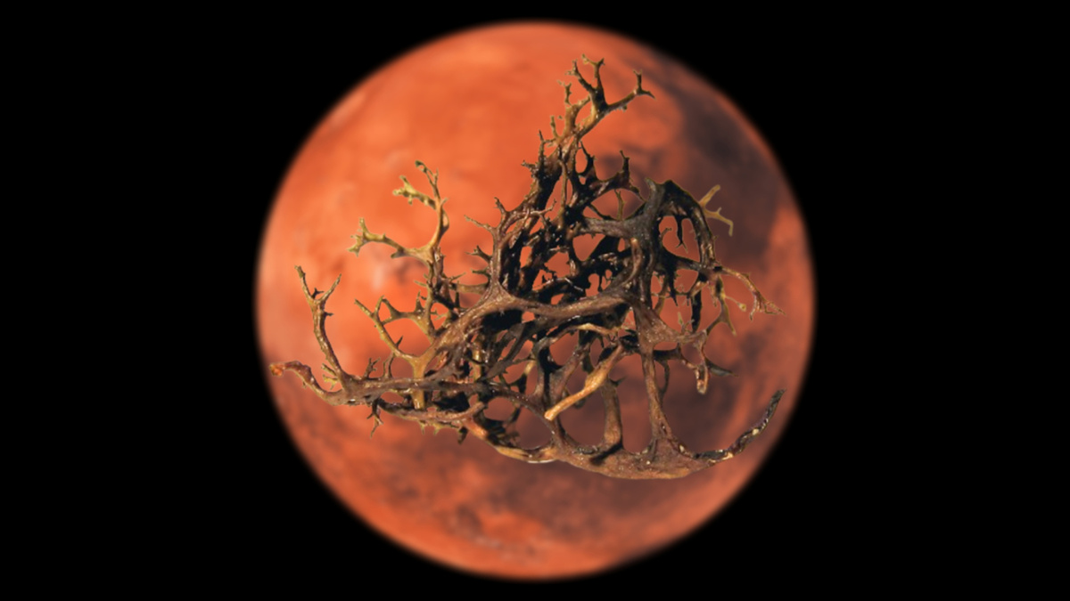    Лишайники могут выжить на Марсе согласно новому исследованию