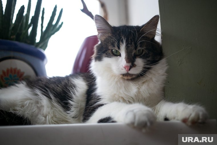    Кошки могут начать есть домашние растения из-за заболевания или стресса