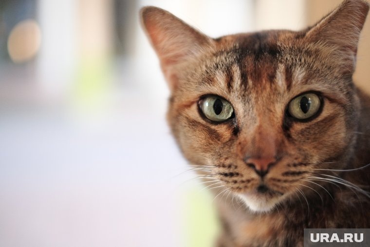  Укусы насекомых, инфекции и отравления: чем опасна весна для кошек и как их спасти  📷
