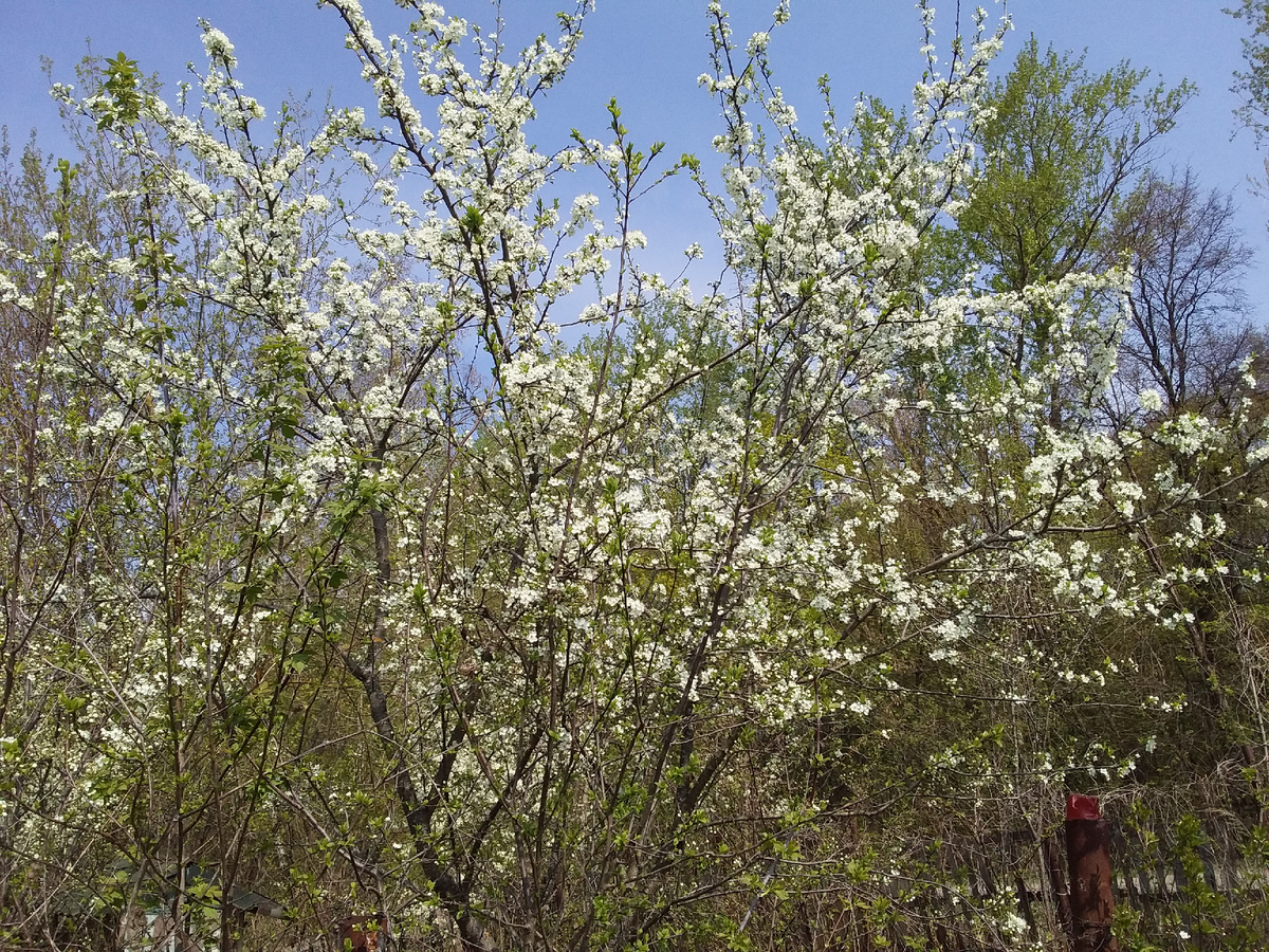 Фото автора.