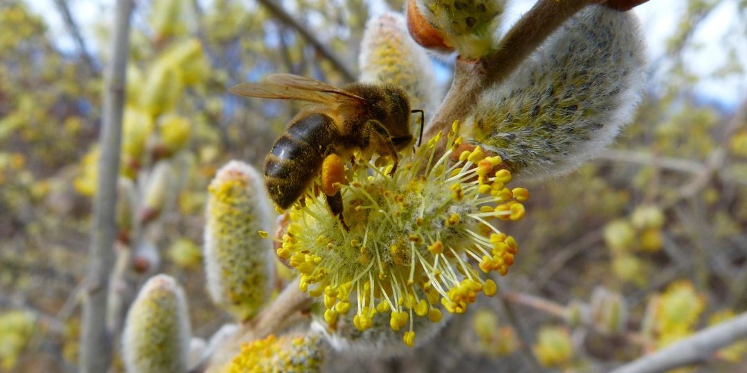 Работа пасечника ранней весной