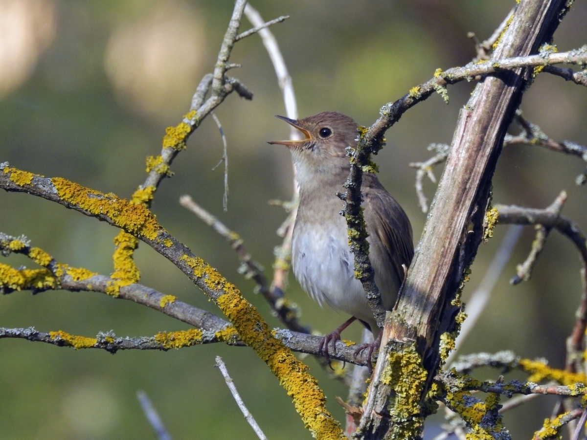    В Курскую область соловьи прилетели!