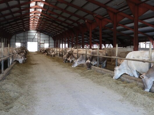    колхоз Мясникян //фото: архив колхоза