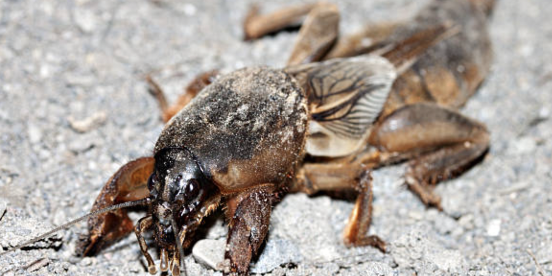 Как избавиться от медведки: проверенные народные и химические средства.