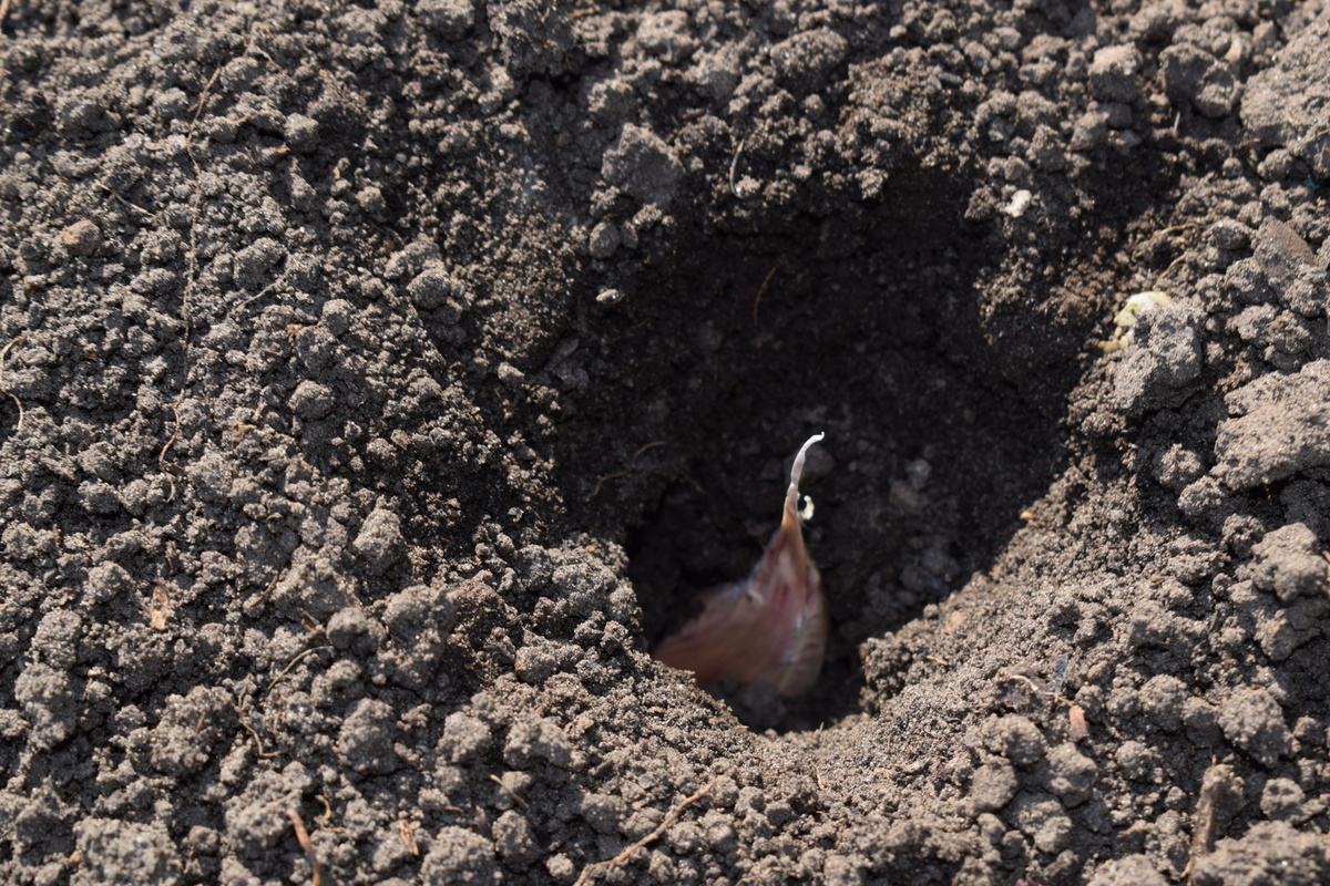 чеснок заботливо посадила осенью(фото автора)