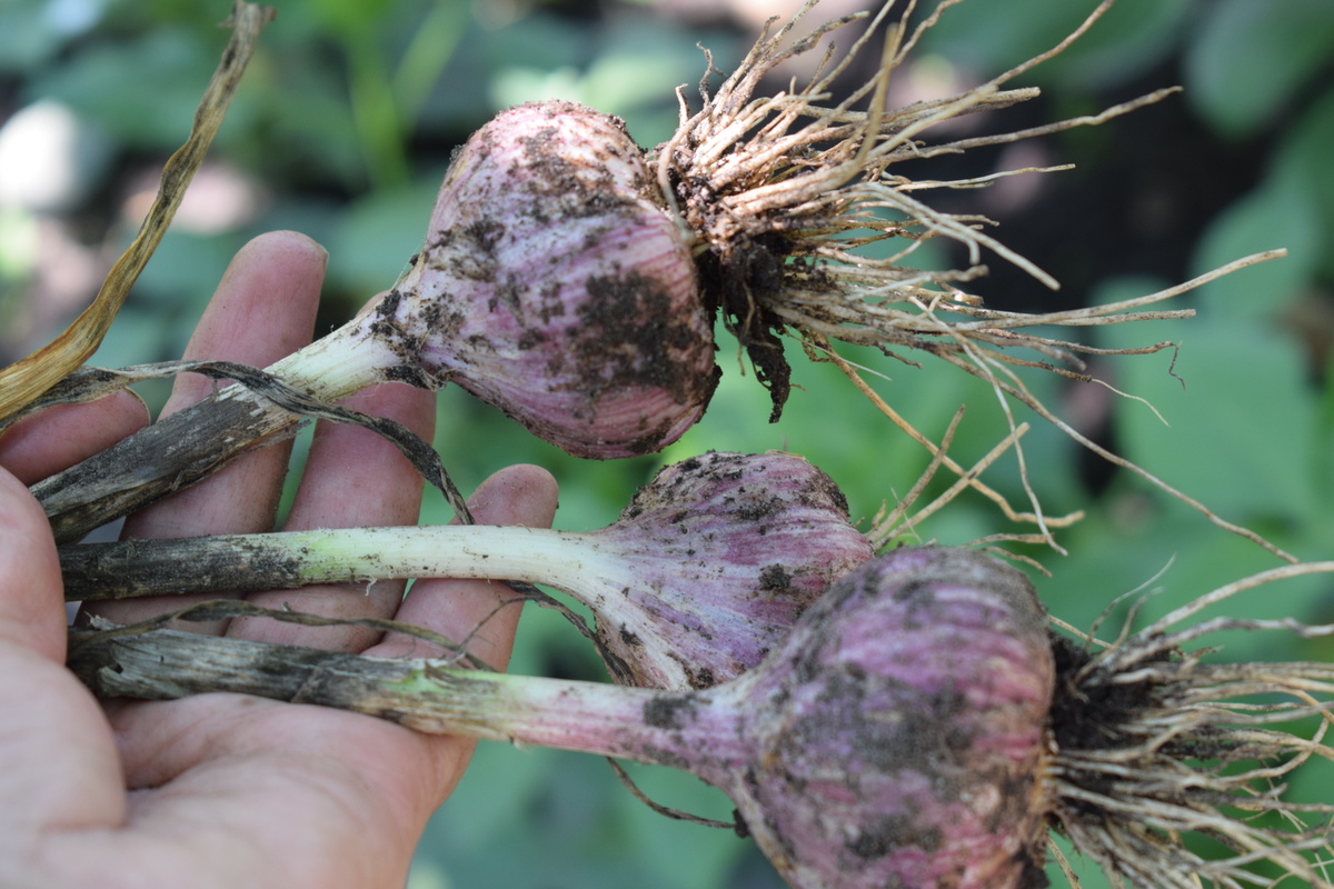 надо сформировать вот такие головки(фото автора)