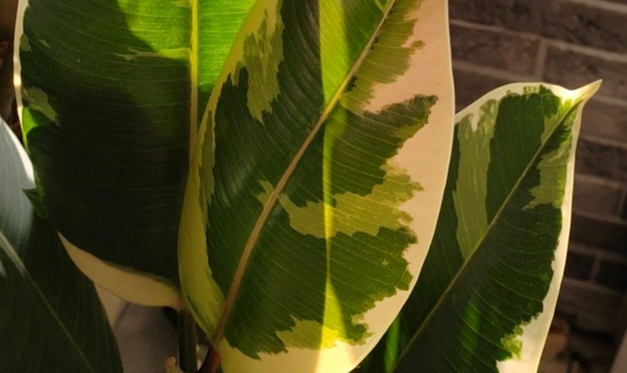 Весеннее солнце - лучший стимулятор роста