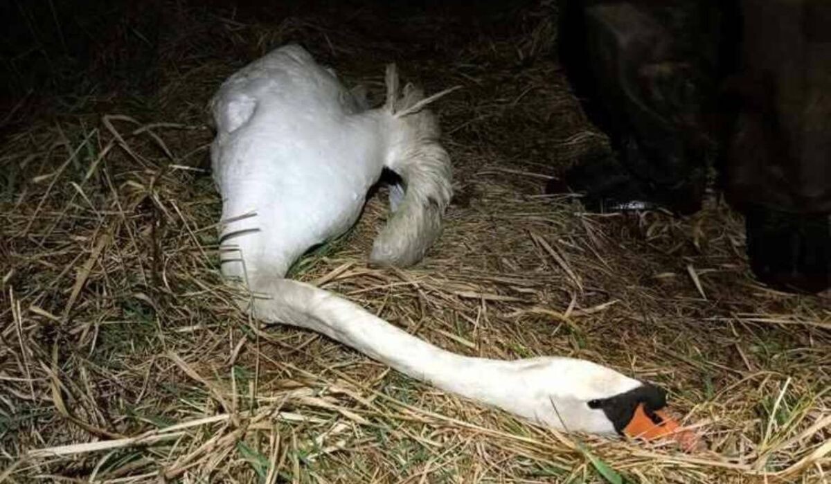     Подстреленный лебедь. Источник: vk.com/koshkispas Автор фото: Кошкиспас