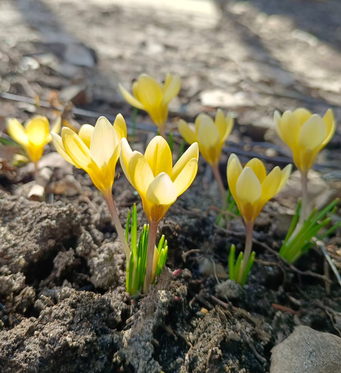 Cream Beauty????  Фото из личного архива автора