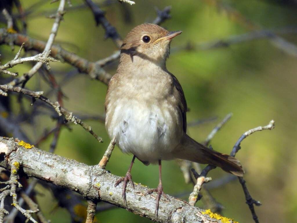    Фото "Птицы города Курска"