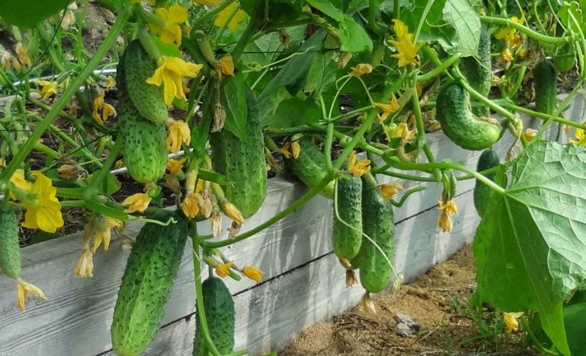 огурцы на высокой грядке