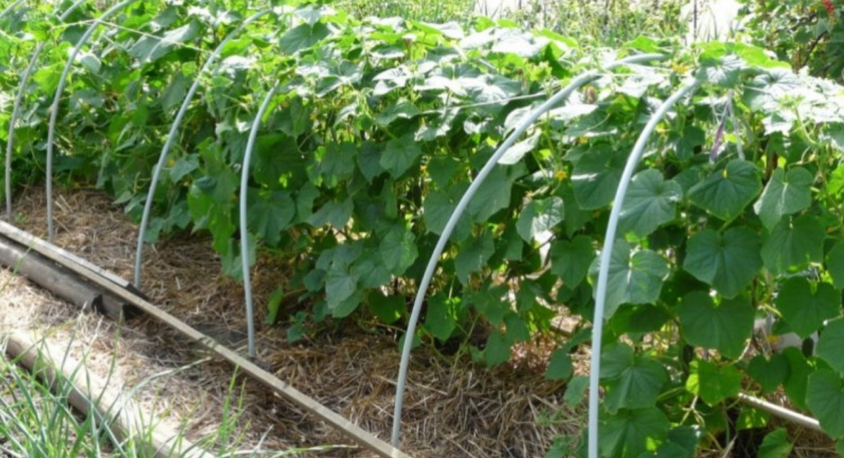 огурцы вв открытом грунте