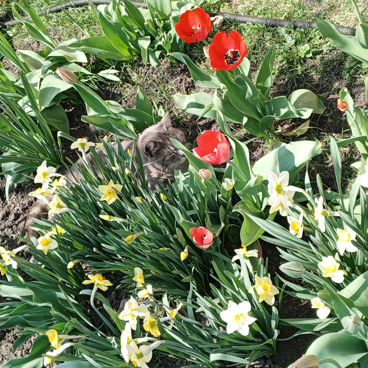 Муся в цветочной грядке. Всем видно?