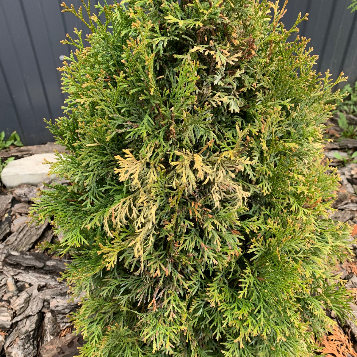 Ожог на туе весной