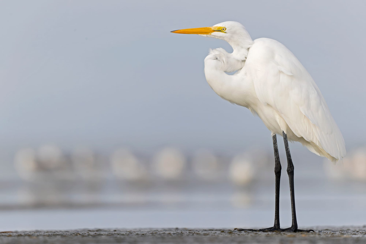 Большая белая цапля (Автор фото https://www.istockphoto.com/photo/a-large-great-egret-resting-on-the-texas-beach-gm1459089991-493535036)