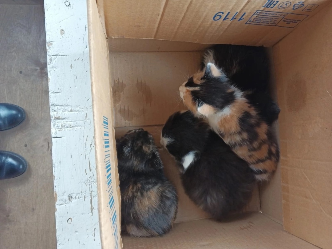 Цинизм хозяев просто зашкаливает. Принесли котят к учрежднению, которое закроется через несколько часов