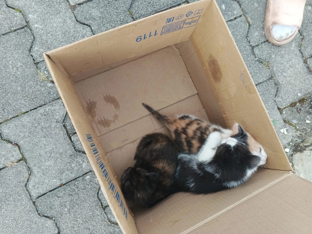 Очевидцы проишествия старались помочь как могли