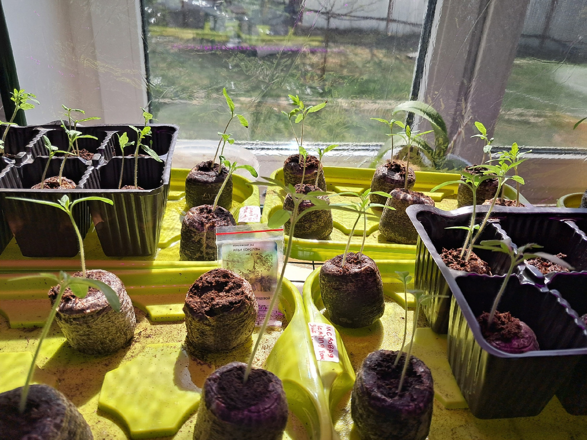 Рассада тянется к солнышку