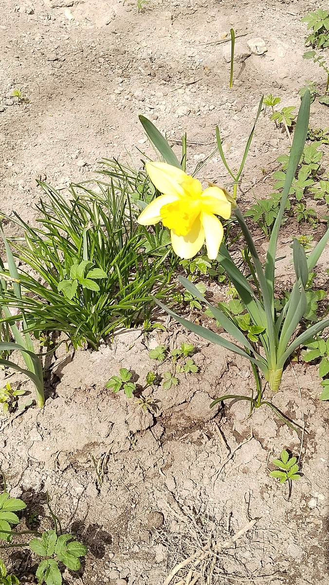 Весна радует. Нарцисс цветет.