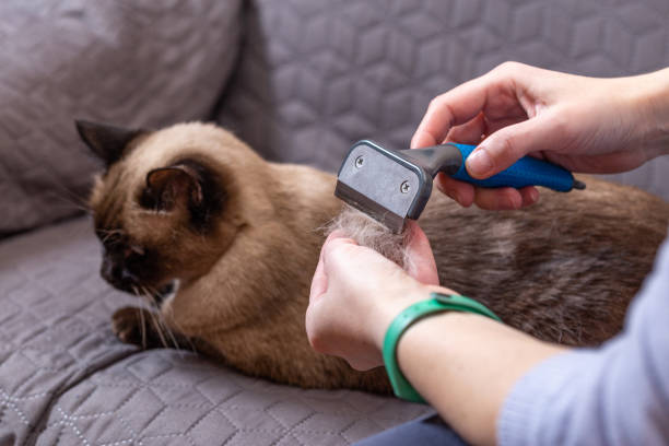 Варвара сначала была не в восторге от расчесок, но со временем привыкла — помогли лакомства