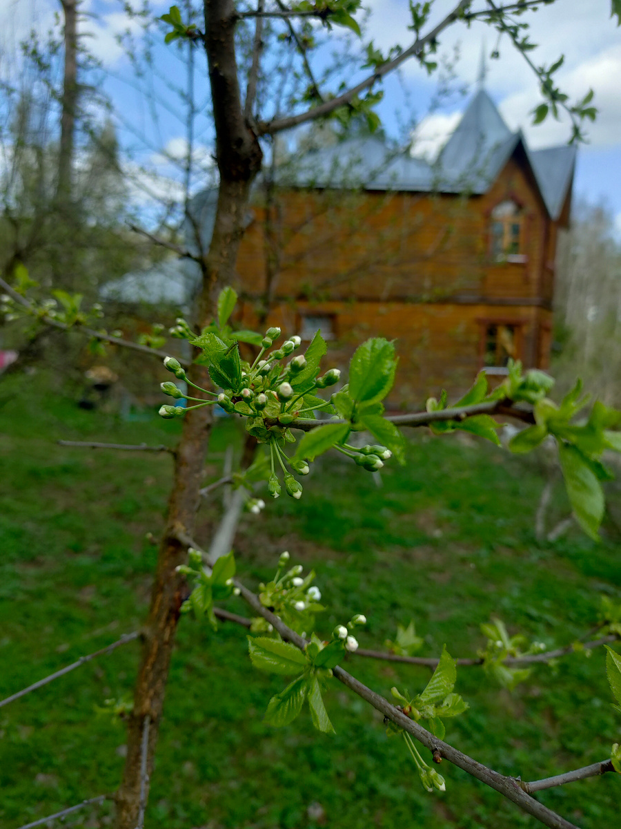 Вишня 23 апреля 25 года 