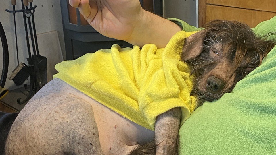 Выпускники приюта хвостатое счастье ❤️