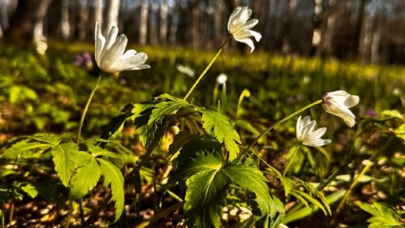     Цветы в Алтайском заповеднике. Роман Воробьев, Татьяна Клименко