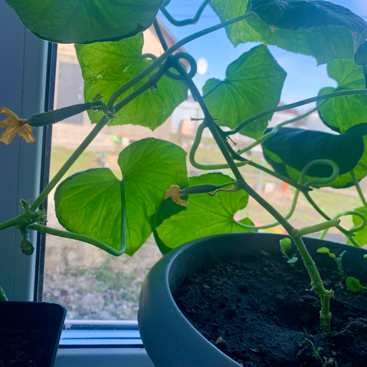 С этой лианы уже сняли 3 огурчика