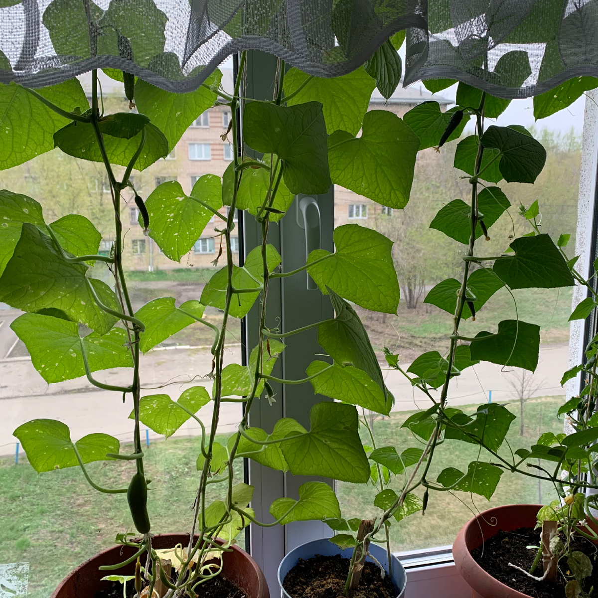 Огород на подоконнике