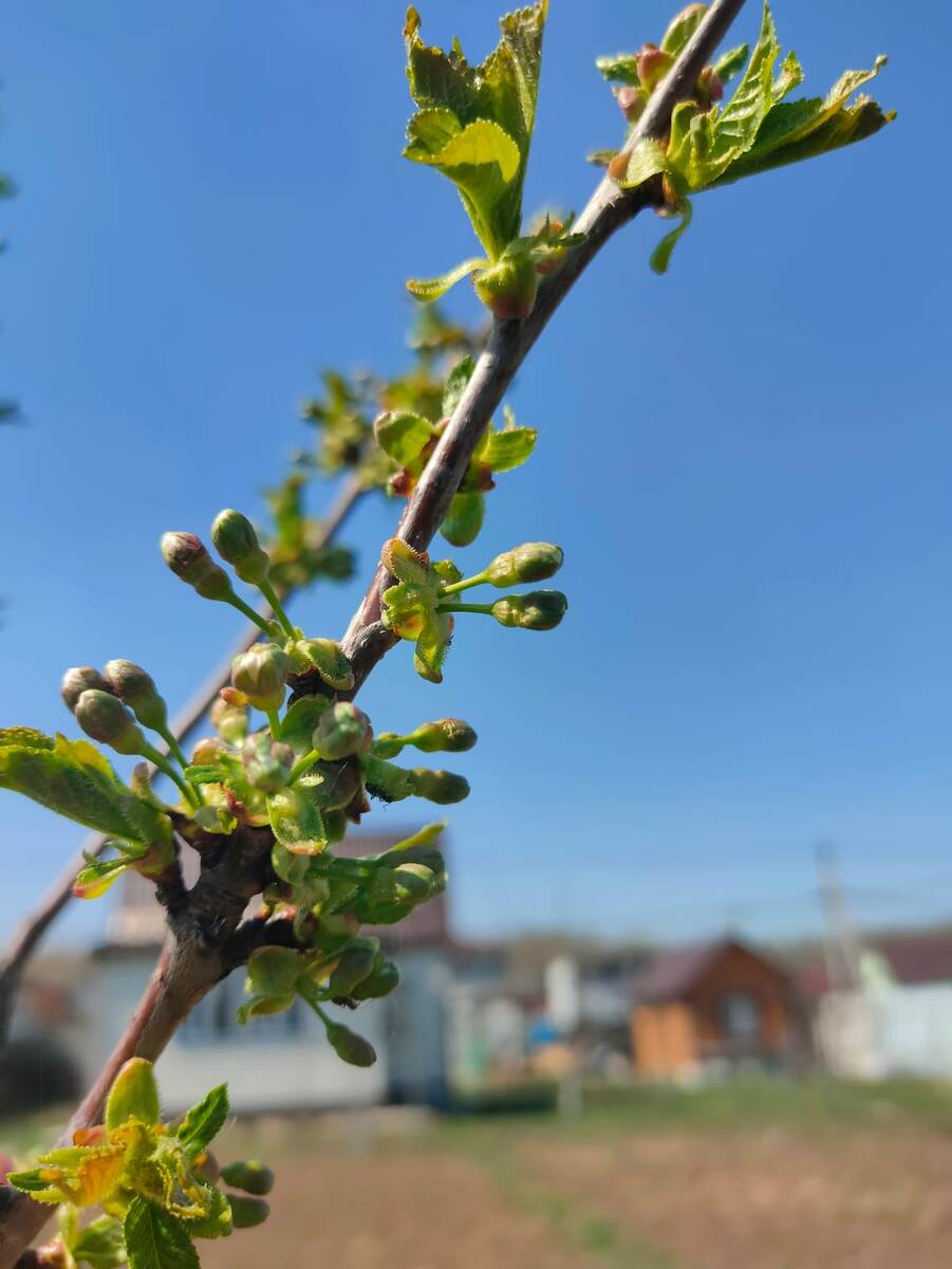 Черешня набила бутоны