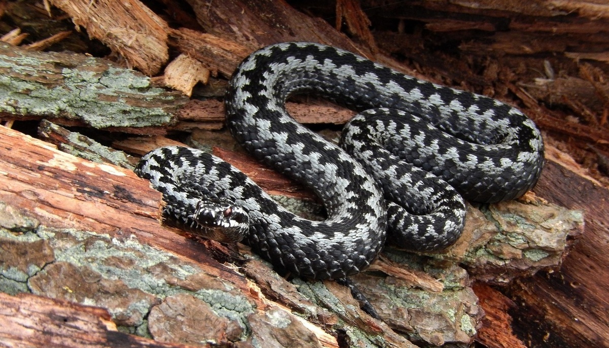    Гадюка. Фото: pixabay.com