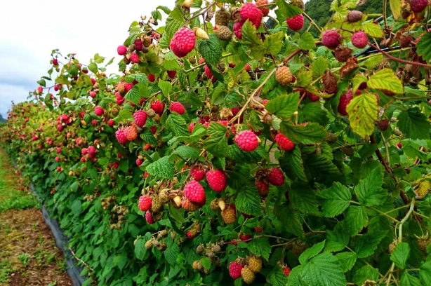 МАЛИНОВОЕ ДЕРЕВО