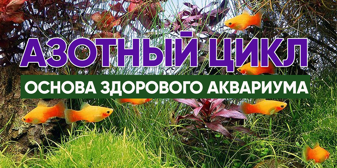 Азотный цикл за 5 минут: Почему без этого знания ваши рыбки обречены