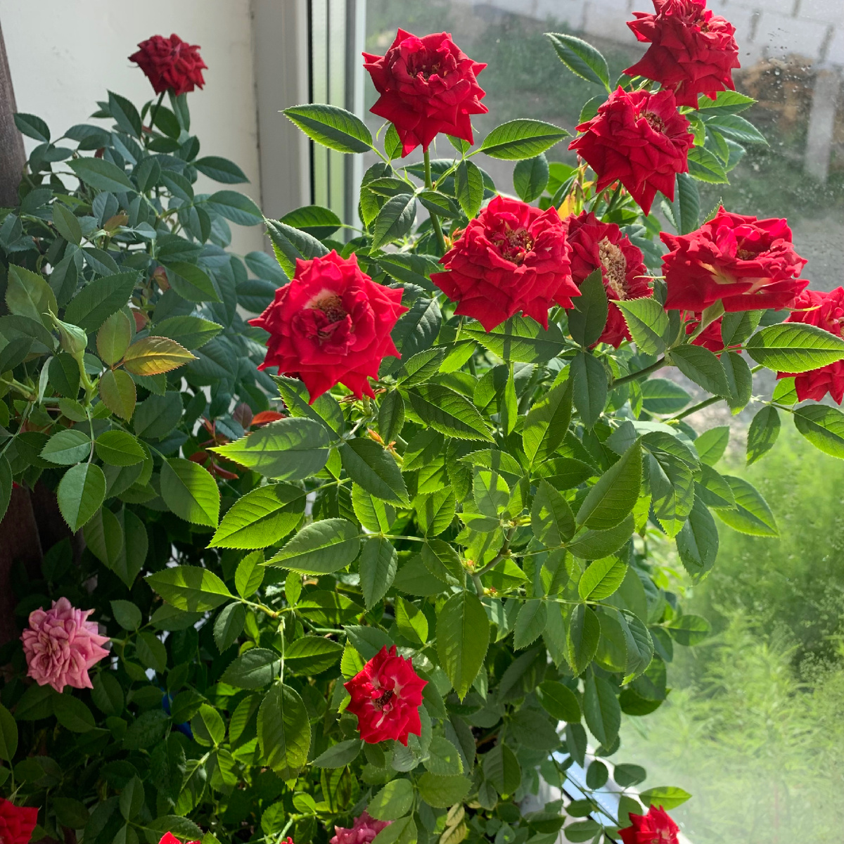 Роза из супермаркета