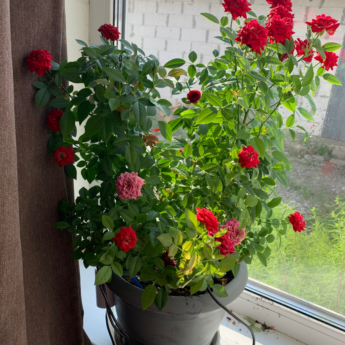 Два кустика растут активнее